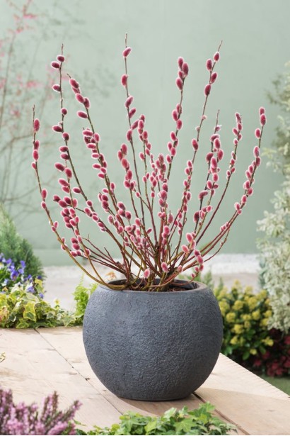 Верба японська Mount Aso ландшафтний дизайн